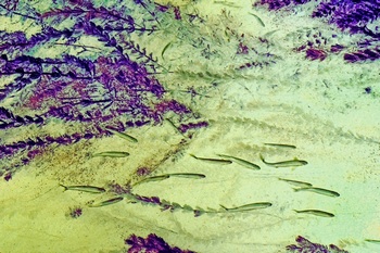 N 058F